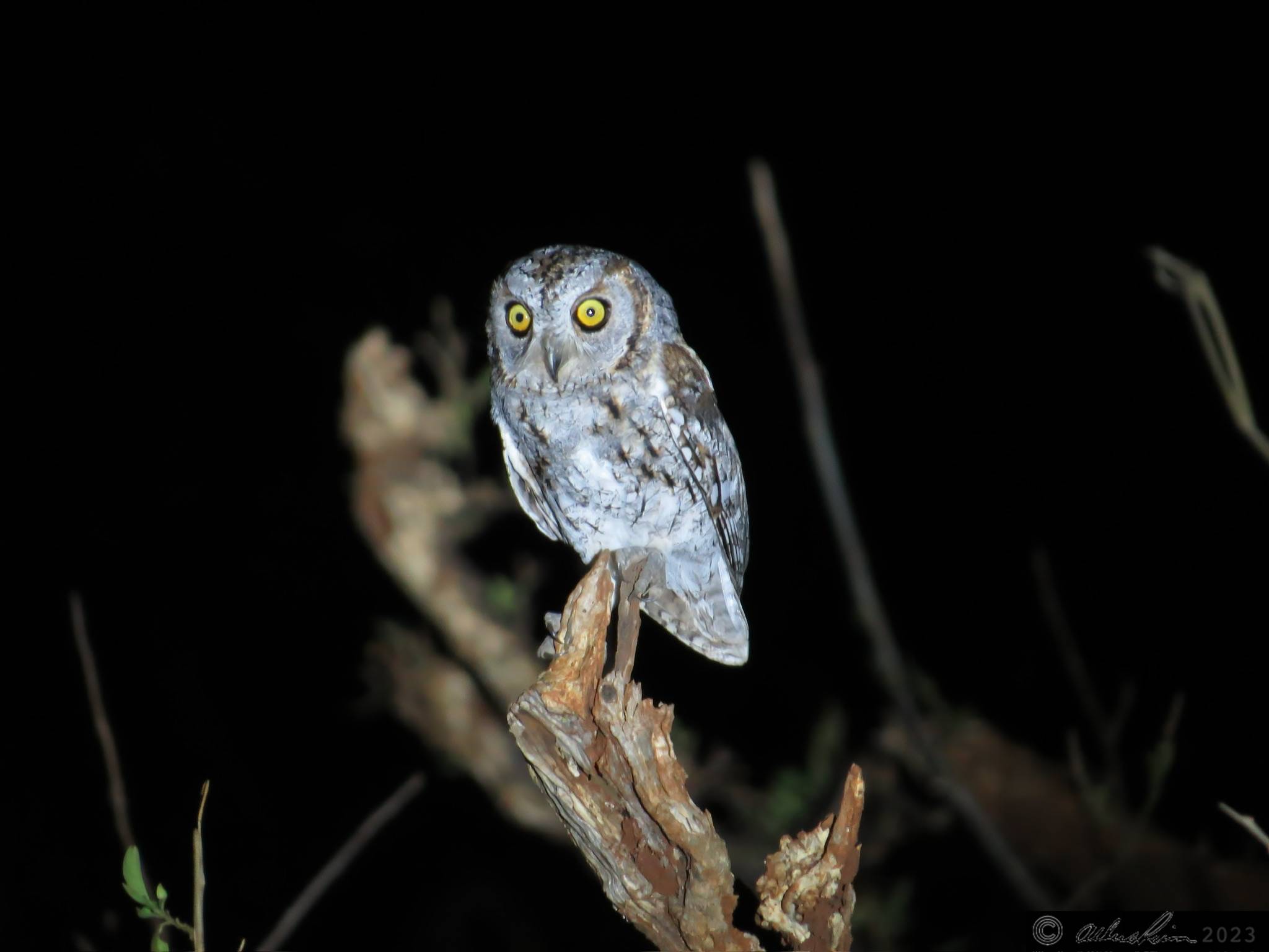 Pearl-spotted Owlet