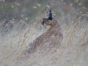A caracal cat in the Ngorongoro Crater in Tanzania, East Africa
