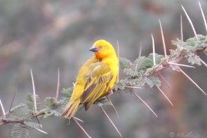 Holub’s Golden Weaver