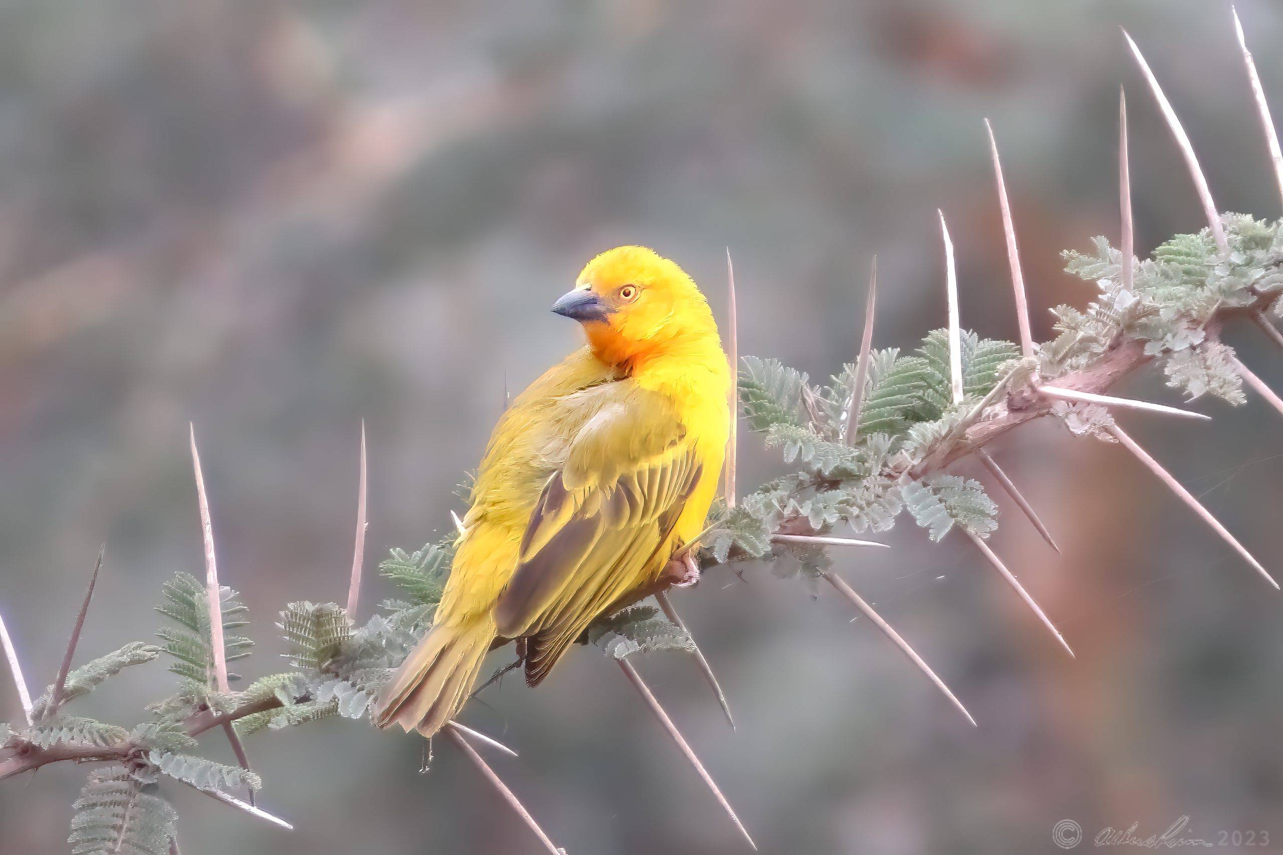 Holub’s Golden Weaver