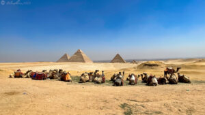 A group of camels face the pyramids of Giza