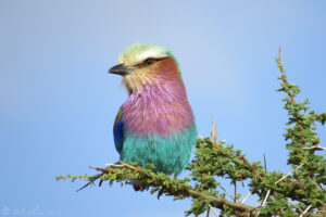 A lilac-breasted roller shows off its colors