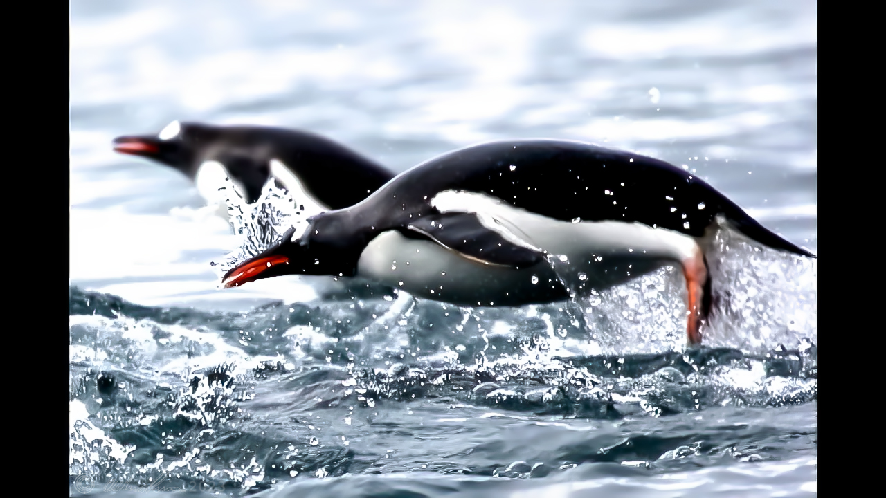 Two Penguins porpoising