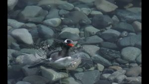 A Gentoo penguin emerges near the shore of the Antarctic Peninsula
