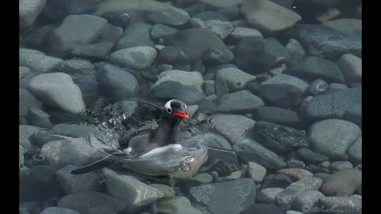 A Gentoo penguin emerges near the shore of the Antarctic Peninsula