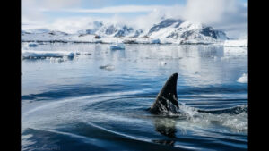 A killer whale surprises our zodiac