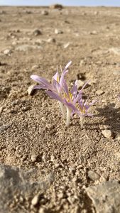 Desert Crocus