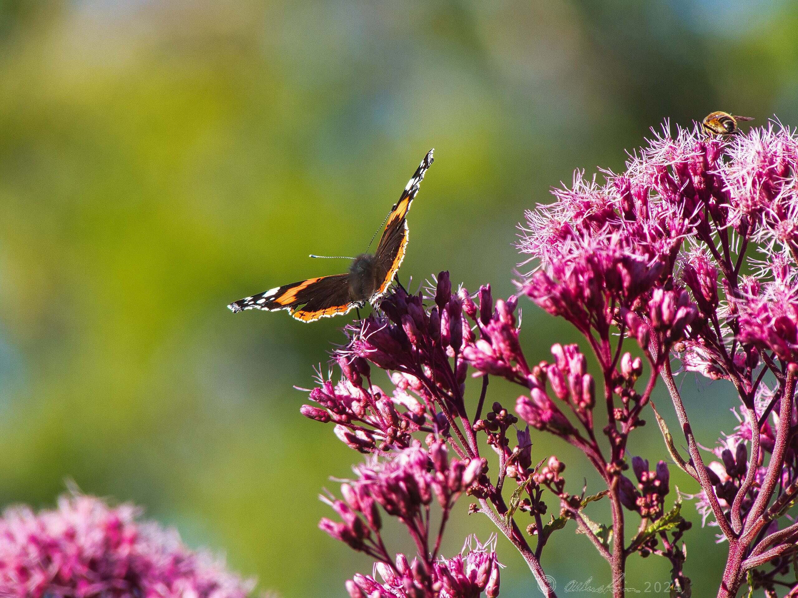 Butterfly and bee on flower