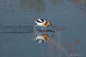 Avocet In Water