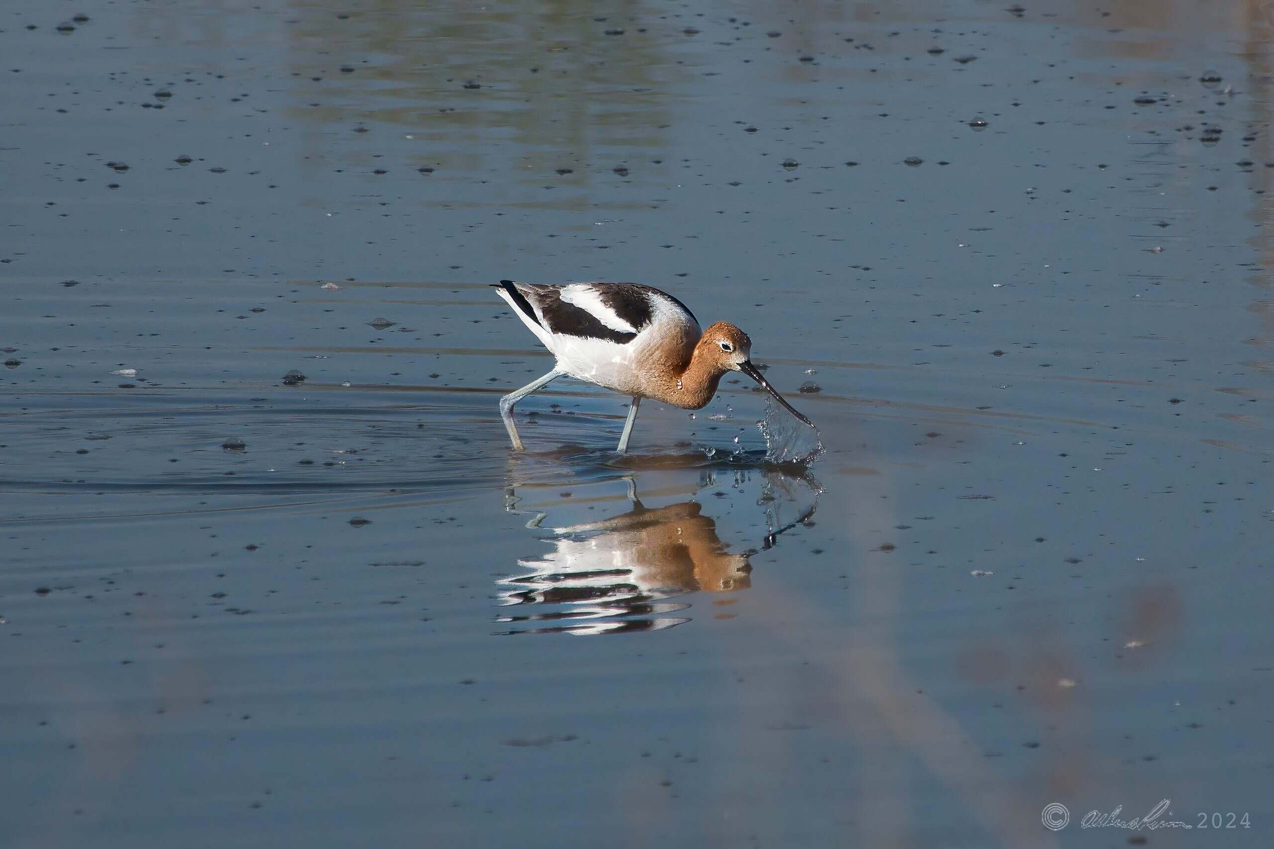 Avocet In Water
