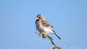 Scaly-feathered Weaver