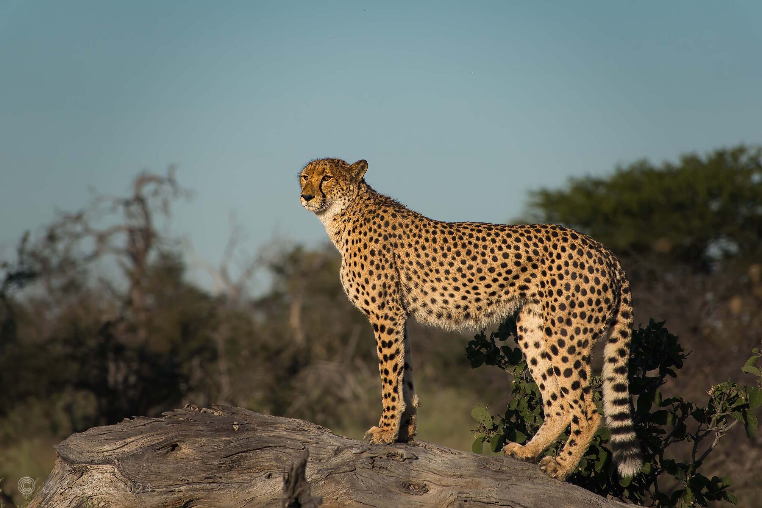 Cheetah Posing