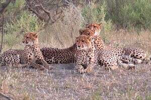 A Coalition of Cheetahs