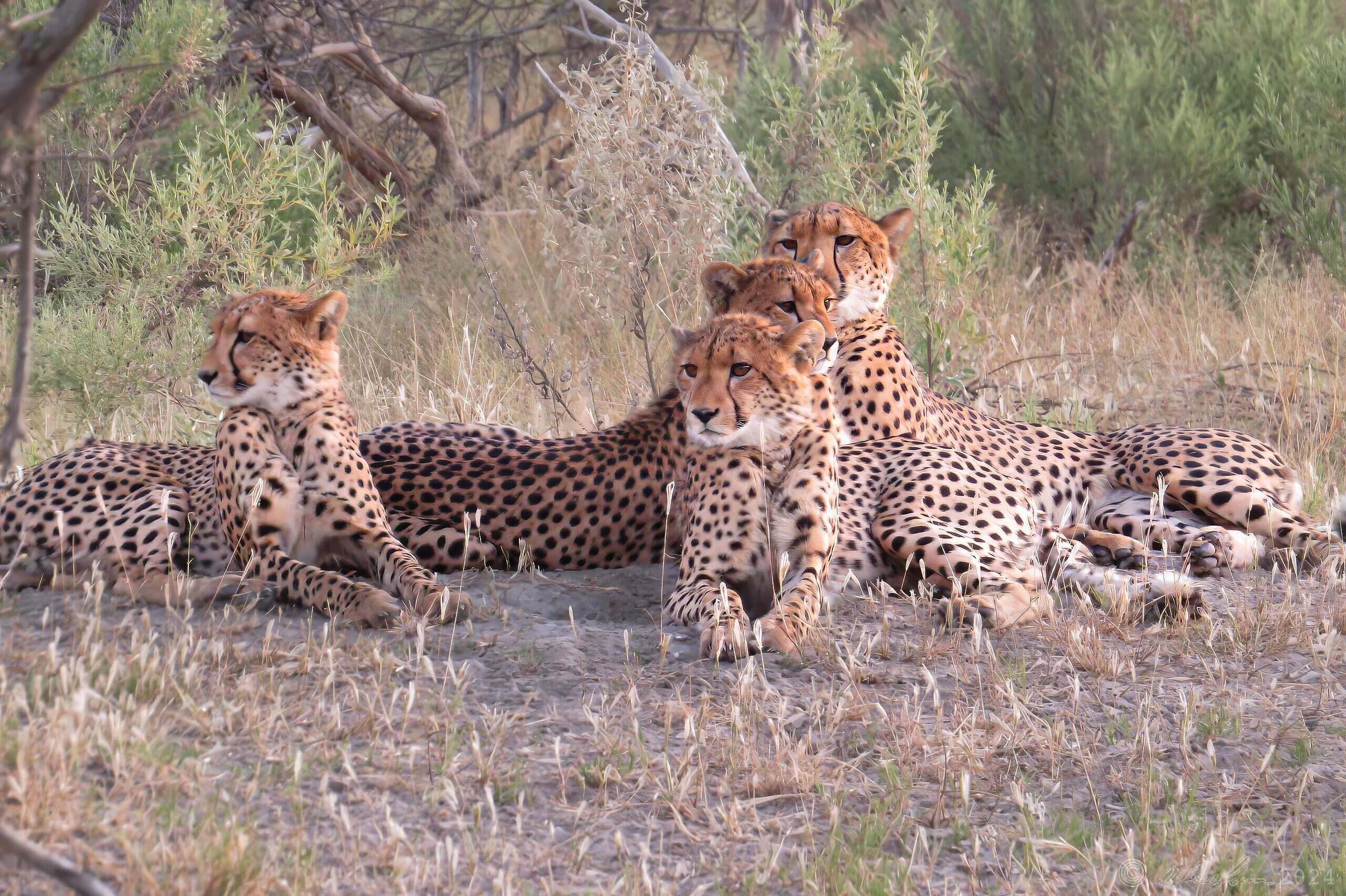 A Coalition of Cheetahs