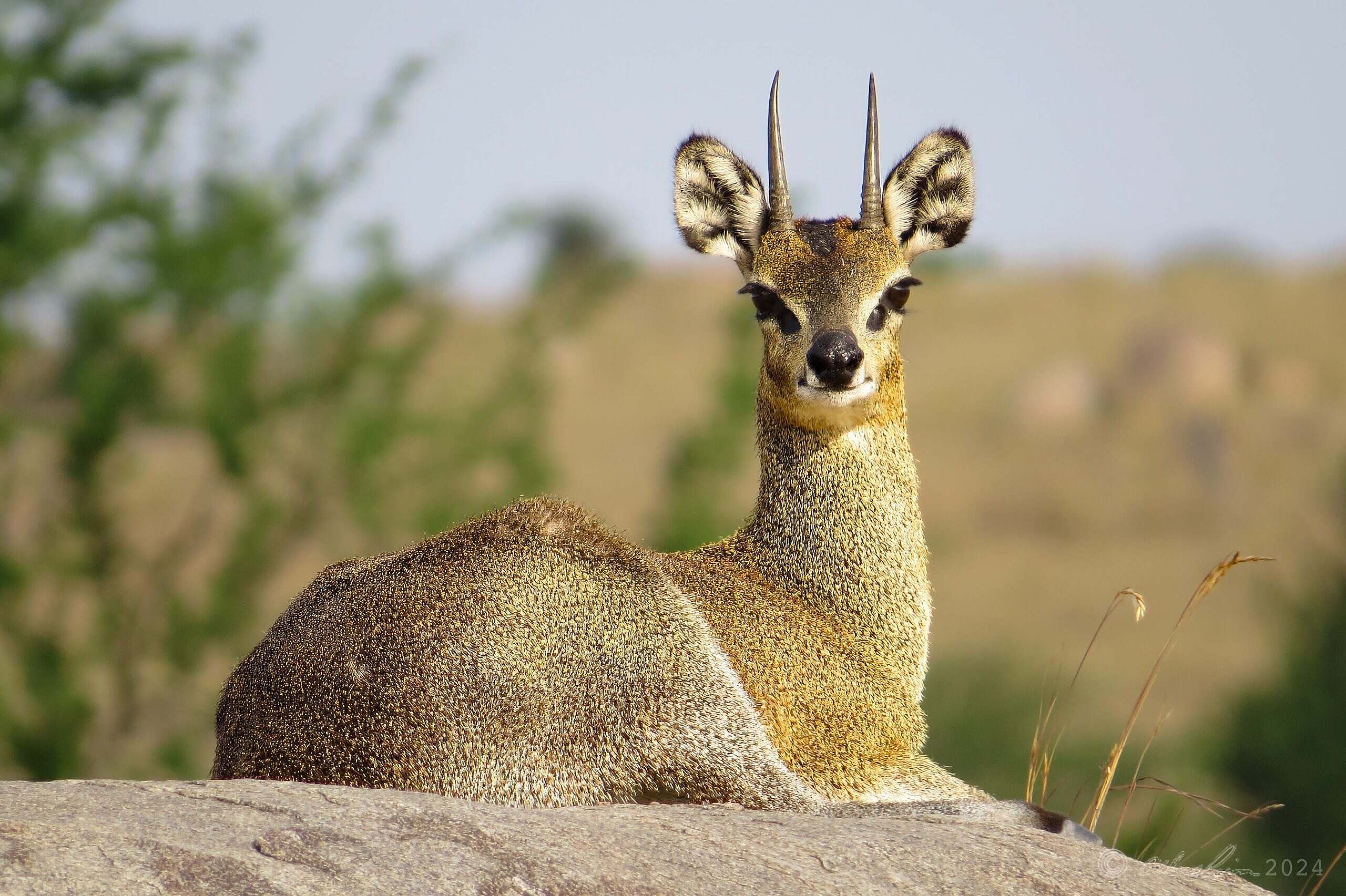 Dik Dik