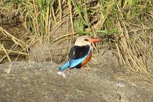 Grey-headed Kingfisher