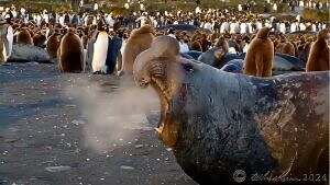 Elephant Seal - Heavy Breather