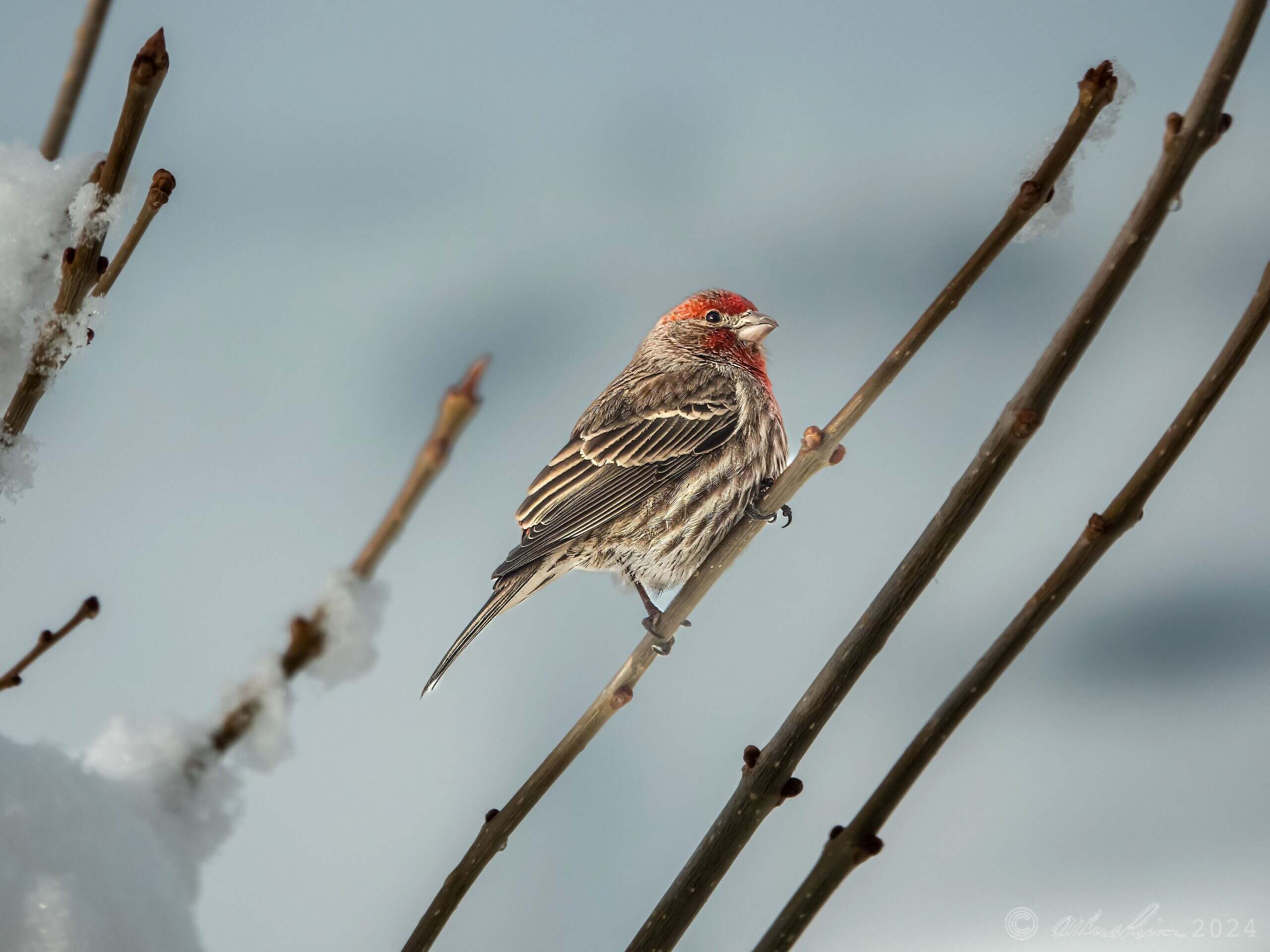 House Finch