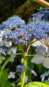 Tea of Heaven plant near Dunvegan Castle on the Isle of Skye