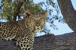 Leopard in tree