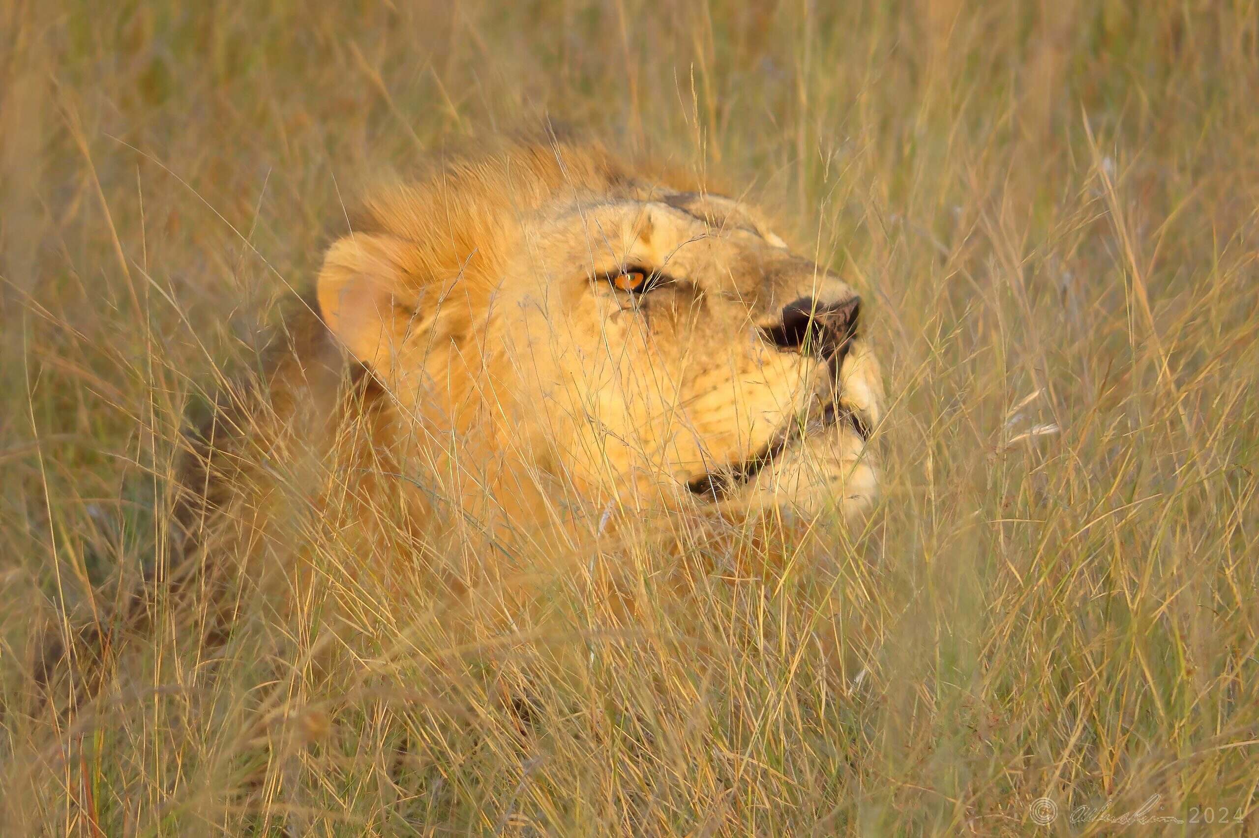Lion in savanna grass