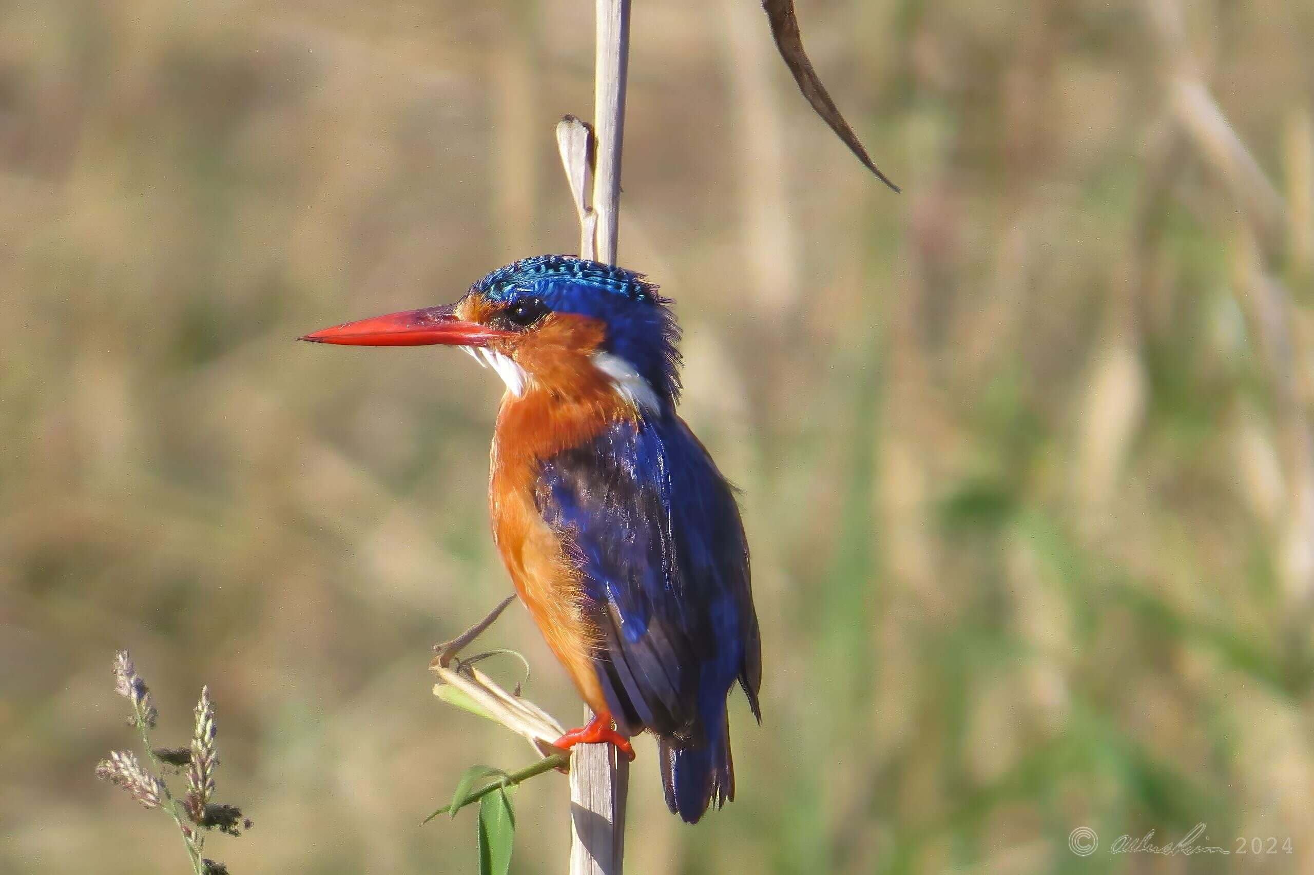 Malachite Kingfisher