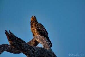 Tawny Eagle