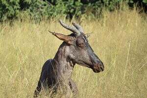 Common Tsessebe