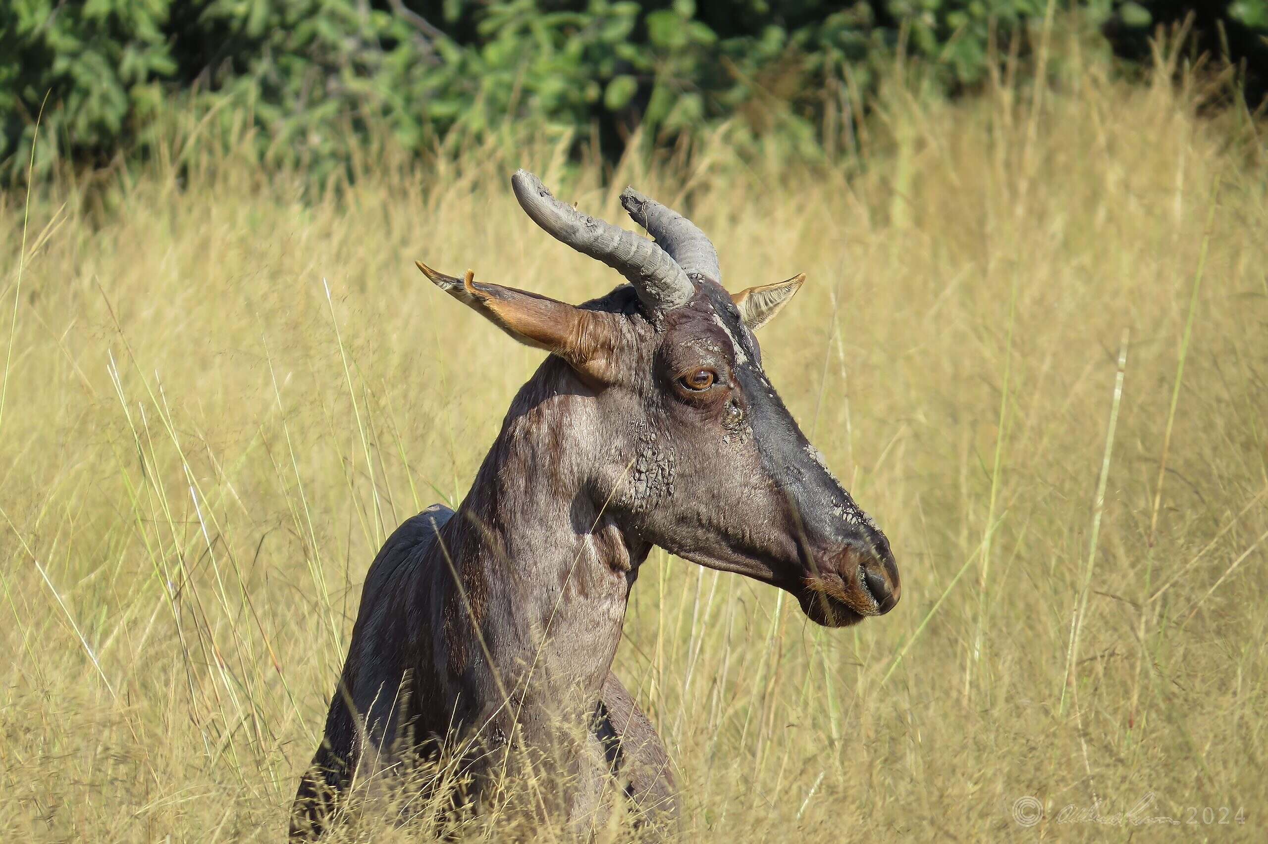 Common Tsessebe