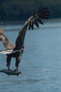 Sea Eagle Fishing