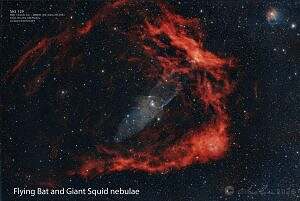 Flying Bat and Giant Squid nebulae